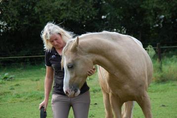 Coaching mbv paarden beschikbaar voor biedingen
