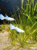 Mix en fancy guppen, Dieren en Toebehoren, Vis