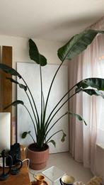 Paradijsvogel plant strelizia nicolai groot mega plant pot, Ophalen, 200 cm of meer, Overige soorten, Halfschaduw