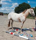 4 jarige appaloosa ruin, Gechipt, E pony (1.48m - 1.57m), Ruin, 3 tot 6 jaar