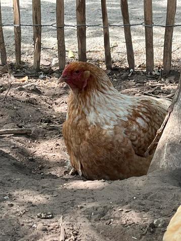 Brahma hennen beschikbaar voor biedingen