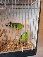 Catharina parkieten, Meerdere dieren, Parkiet