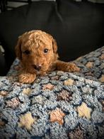 Maltipoopups, Dieren en Toebehoren, Honden | Chihuahua's en Gezelschapshonden, Overige rassen, CDV (hondenziekte), 8 tot 15 weken
