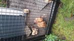 Zijdehoen hanen kriel, Dieren en Toebehoren, Pluimvee, Mannelijk, Kip