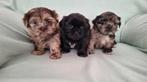 Mooie gezonde boomer pups. Shih tzu maal maltezer, Overige rassen, 8 tot 15 weken, CDV (hondenziekte), Meerdere