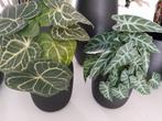 2x mat zwarte vaas glas 20 cm incl. kunsttakken., Huis en Inrichting, Woonaccessoires | Vazen, Ophalen, Zwart, Glas, Minder dan 50 cm