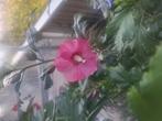 Twee x hibiscus ., Ophalen of Verzenden, Voorjaar, Volle zon, Zaad