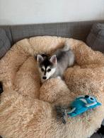 Laatste pomsky pup beschikbaar!, Overige rassen, 8 tot 15 weken, Meerdere, Meerdere dieren