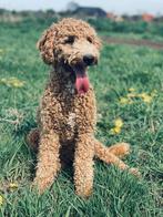 Trimster, trimsalon, knippen, labradoodle, Ophalen, Nieuw