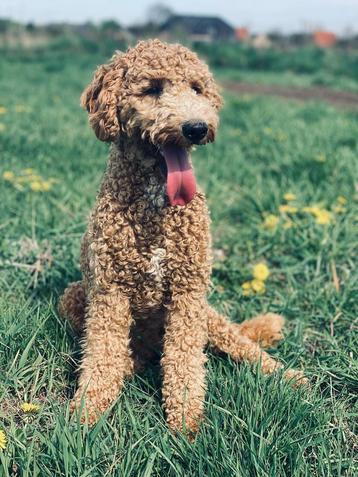 Trimster, trimsalon, knippen, labradoodle  beschikbaar voor biedingen