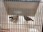 Mooi zeer fors koppel zebravinken bleekrug charcoal x split, Meerdere dieren, Tropenvogel, Geringd