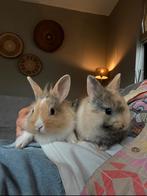 2 schattige tricolor konijnen te koop, Dieren en Toebehoren, Konijnen, Meerdere dieren, Dwerg