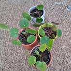Pilea/pannenkoekenplant stekjes, Ophalen, Overige soorten, Minder dan 100 cm
