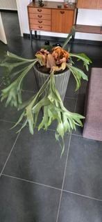 Hertshooi plant in pot, Ophalen, Overige soorten, Halfschaduw, In pot