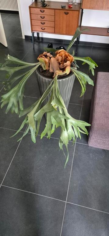 Hertshooi plant in pot beschikbaar voor biedingen