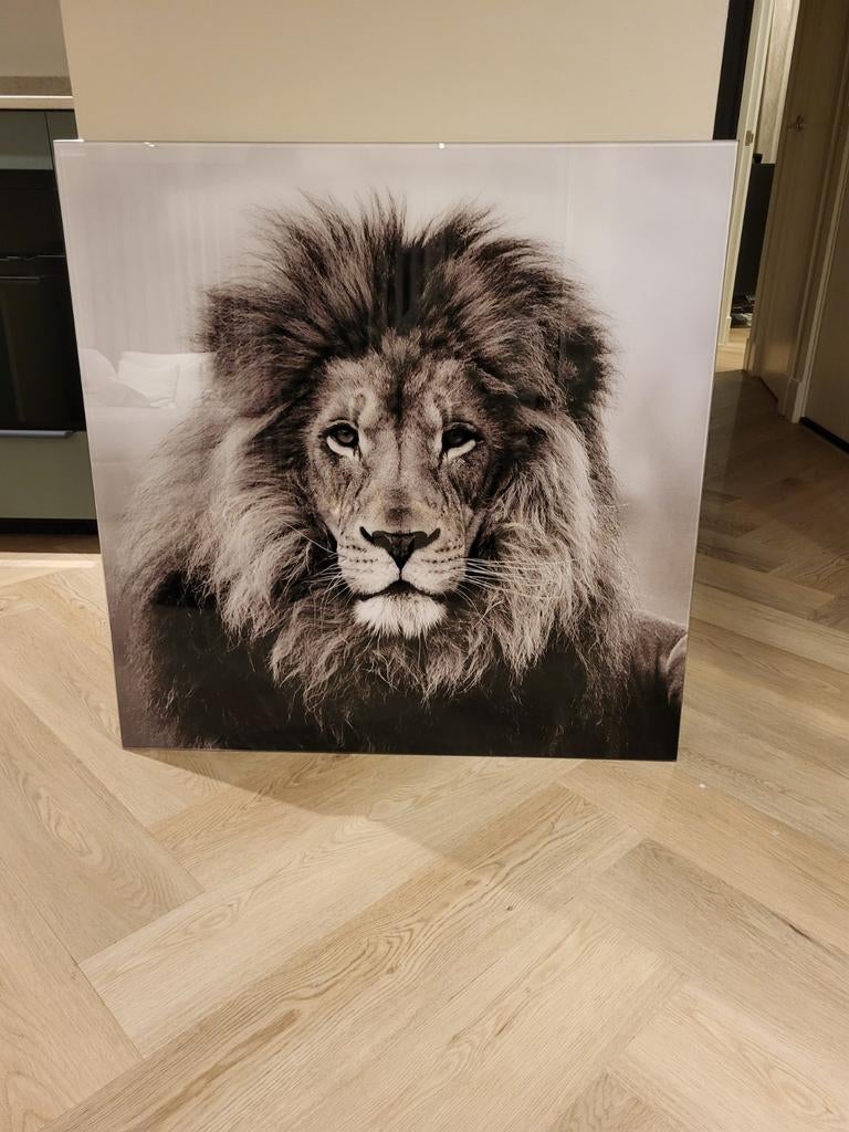 Glazen Schilderij Leeuw - 80x80 cm, Huis en Inrichting, Woonaccessoires | Schilderijen, Tekeningen en Foto's, Ophalen, 75 tot 100 cm