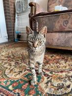 Boerderijkittens, Dieren en Toebehoren, Katten en Kittens | Overige Katten, Meerdere dieren, Kortharig, 0 tot 2 jaar