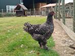 Hennen Mechelse hoenders Koekoek, Dieren en Toebehoren, Vrouwelijk, Kip