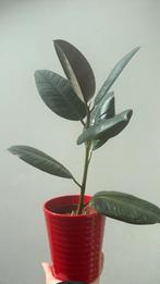 Ficus in red pot, Huis en Inrichting, Kamerplanten, Ophalen of Verzenden, Ficus