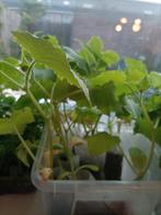 Plant komkommer tomaat peper stekje, Volle zon, Groenteplanten, Eenjarig, Ophalen of Verzenden