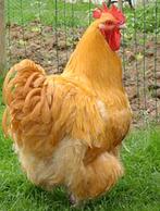 Te koop orpington barnevelder kuifhoender hanen, Dieren en Toebehoren, Pluimvee, Mannelijk, Kip