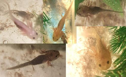 axolotl baby's, Dieren en Toebehoren, Reptielen en Amfibieën, Amfibie, 0 tot 2 jaar
