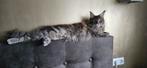 Maine coon x kittens, Dieren en Toebehoren, Meerdere dieren