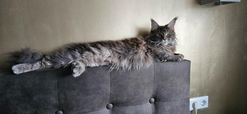 Maine coon x kittens, Dieren en Toebehoren, Katten en Kittens | Raskatten | Langhaar, Meerdere dieren
