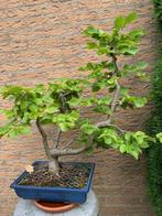Bonsai´s, Ophalen, Zo goed als nieuw