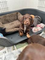 Kaninchen piebald teckel x merle kaninchen teckel te koop, Dieren en Toebehoren, Kaninchen, Rabiës (hondsdolheid), 8 tot 15 weken