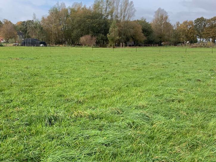 Voordroog  Hooi midibalen, Dieren en Toebehoren, Paarden en Pony's | Overige Paardenspullen, Overige soorten, Ophalen of Verzenden