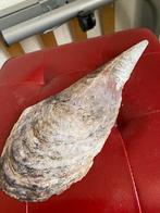 Grote schelp, Ophalen of Verzenden, Schelp(en)