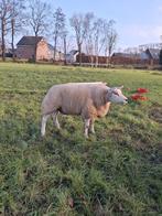 Texelaar drachtige stamboek ooi, Vrouwelijk, Schaap, 0 tot 2 jaar