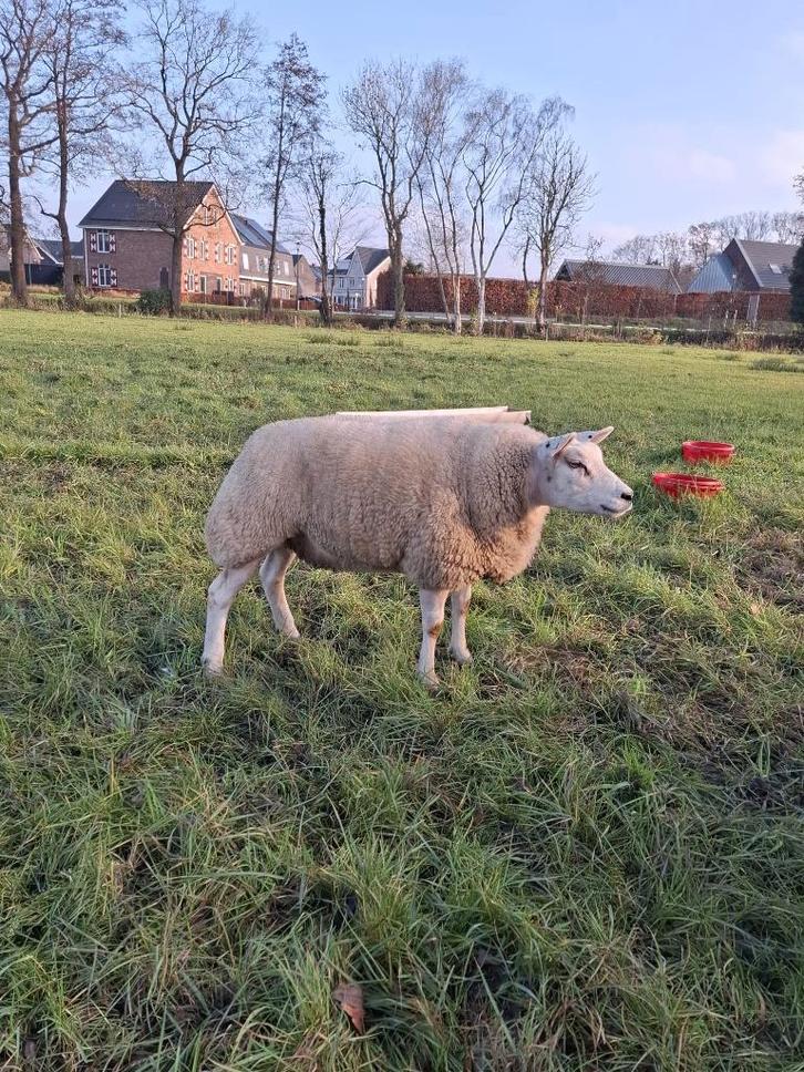 Texelaar drachtige stamboek ooi, Dieren en Toebehoren, Schapen, Geiten en Varkens, Schaap, Vrouwelijk, 0 tot 2 jaar