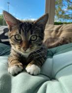 Kitten kater zoekt nieuw huisje!!, Kater