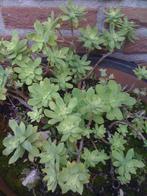 Sedum Palmeri, Ophalen, Bodembedekkers, Vaste plant, Halfschaduw