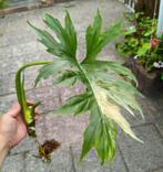 Philodendron warszeswicki Albo Variegata Unicorn, Huis en Inrichting, Kamerplanten, Overige soorten, In pot, Minder dan 100 cm