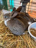 Baby rex konijntjes, Dieren en Toebehoren, Meerdere dieren