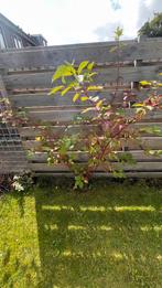 Kornoelje, Tuin en Terras, Ophalen, Volle zon, 100 tot 250 cm
