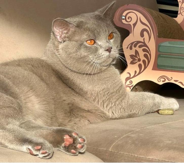 Britse korthaar dekkater - raszuiver lilac beige, Dieren en Toebehoren, Katten en Kittens | Dekkaters