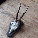 Gewei op houten schild hertenbok €15,00, Antiek en Kunst, Ophalen