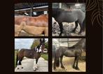 Scheren van uw paard of pony
