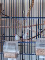 3 witborst zebravinken poppen, Dieren en Toebehoren, Vogels | Overige Vogels, Vrouwelijk, Tropenvogel