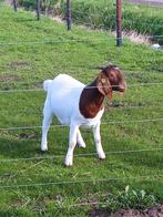 Mooie lieve stamboek boergeit, Dieren en Toebehoren, Schapen, Geiten en Varkens, Vrouwelijk, 0 tot 2 jaar, Geit