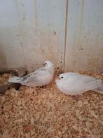 Witbonte tortelduiven, Meerdere dieren