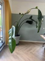 Grote Strelitzia - Paradijsvogelplant, Ophalen, Overige soorten, Halfschaduw, In pot