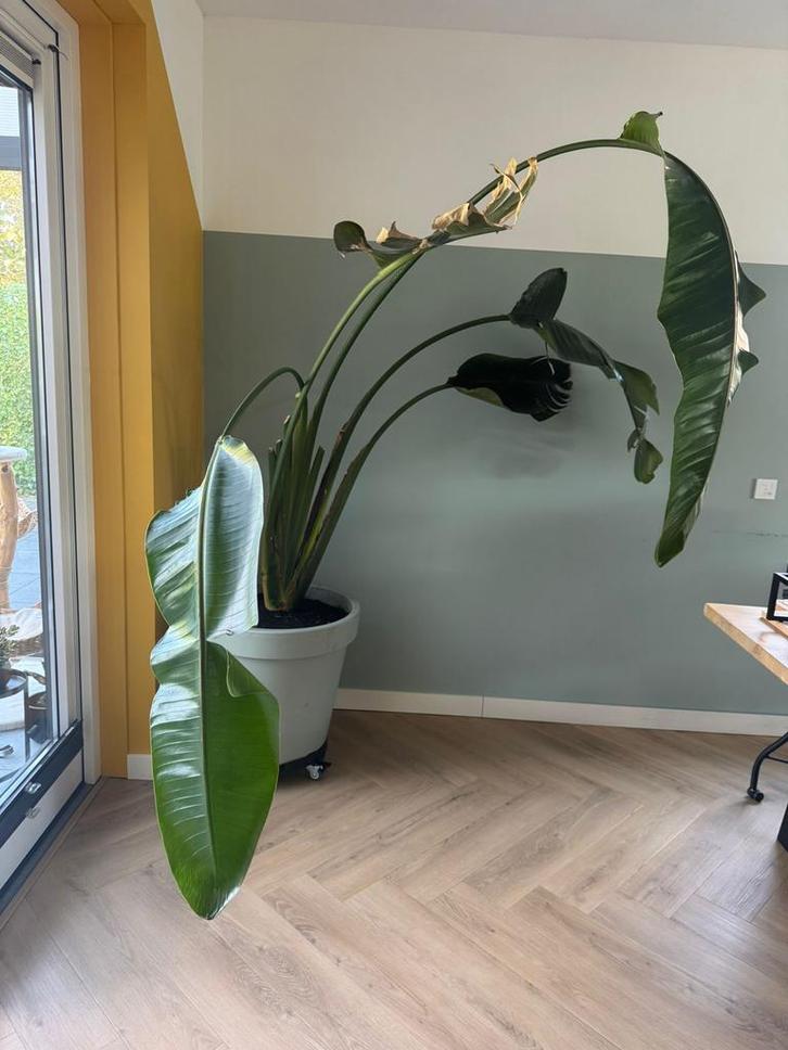 Grote Strelitzia - Paradijsvogelplant, Huis en Inrichting, Kamerplanten, Overige soorten, 150 tot 200 cm, Groene kamerplant, Halfschaduw