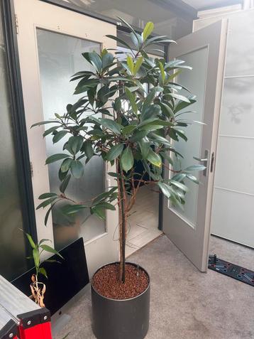 Ficus Kamerplant in pot / hydrocultuur beschikbaar voor biedingen