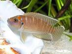 Neolamprologus Brevis, Dieren en Toebehoren, Vissen | Aquariumvissen, Vis