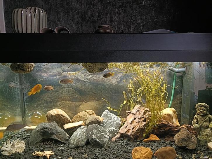 Juwel, zwart met onderkast, Dieren en Toebehoren, Vissen | Aquaria en Toebehoren, Ophalen